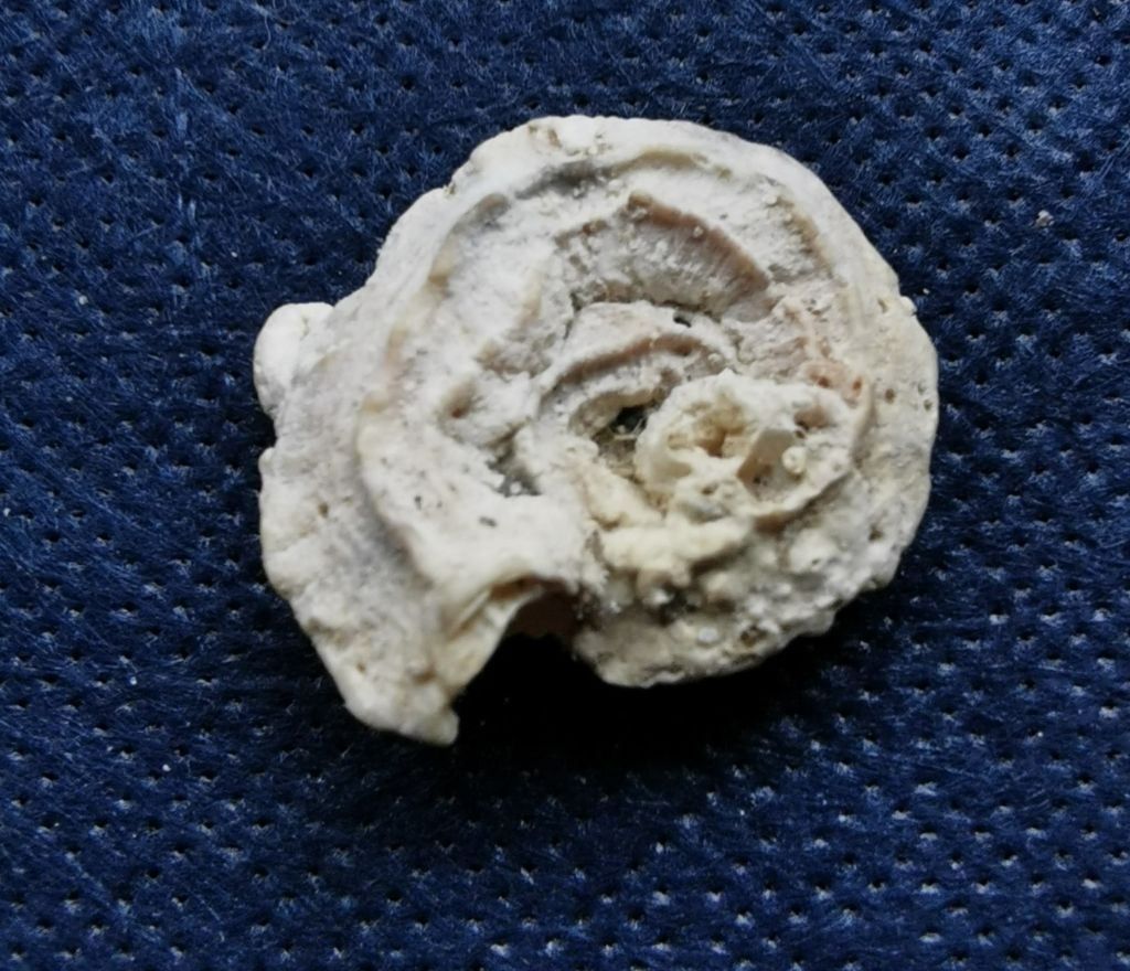 Petaloconchus glomeratus